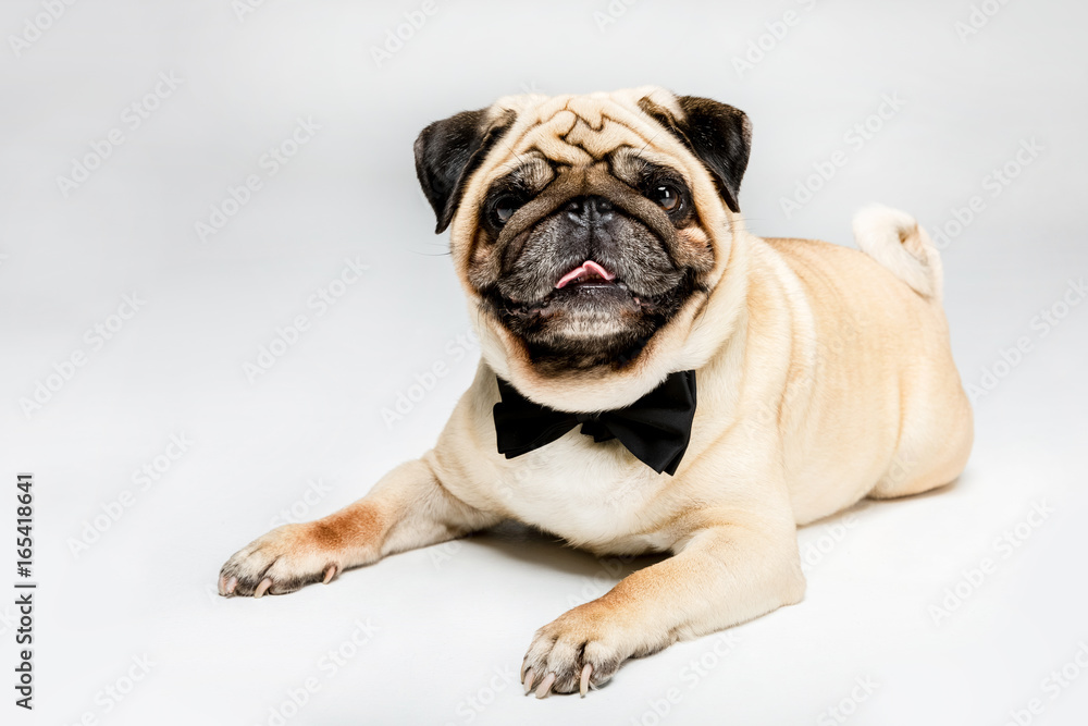 studio shot of cute pug dog in bow tie, isolated on grey