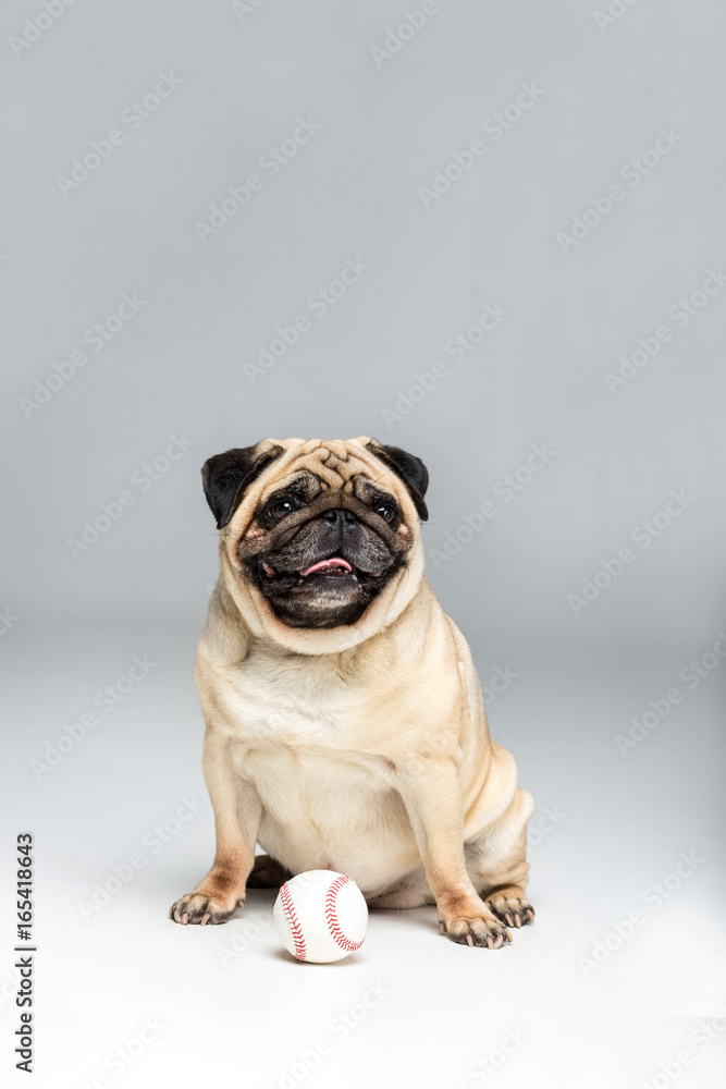 studio shot of pug dog playing with ball, isolated on grey