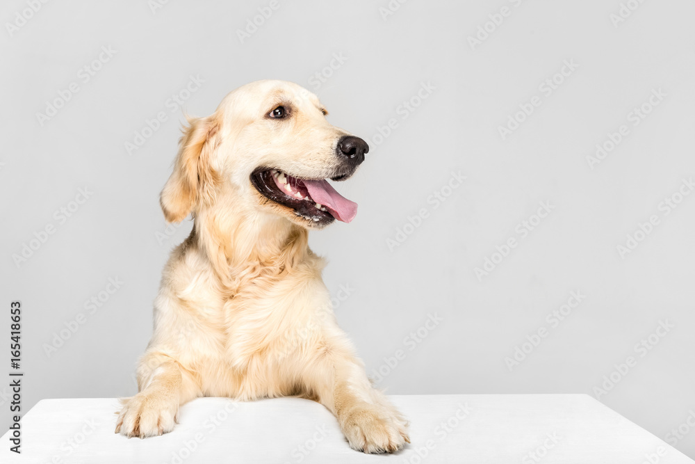 golden retriever dog with white empty blank, isolated on grey