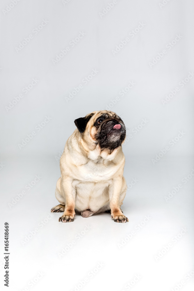studio shot of cute pug dog, isolated on grey