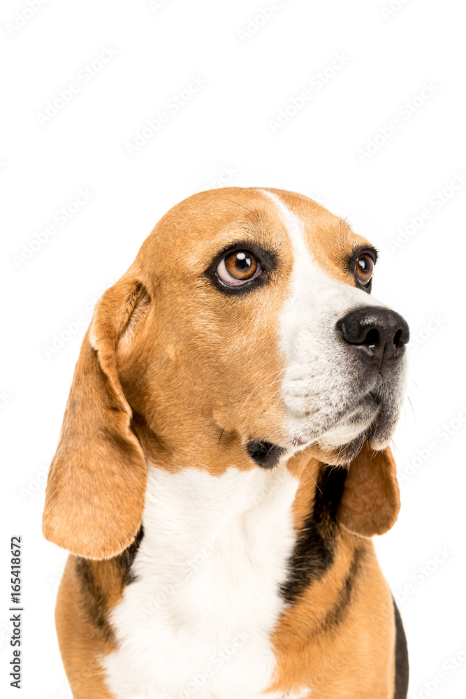 portrait of cute furry beagle dog, isolated on white