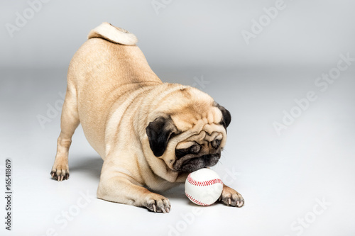 studio shot of pug dog playing with ball, isolated on grey
