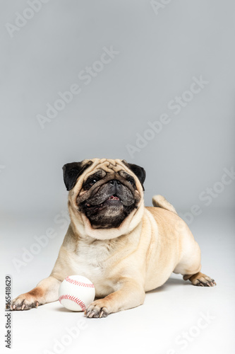 studio shot of pug dog playing with ball, isolated on grey