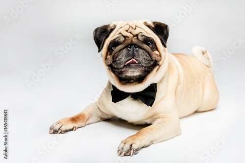 studio shot of cute pug dog in bow tie, isolated on grey © LIGHTFIELD STUDIOS