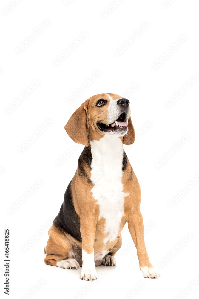 cute funny beagle dog looking up, isolated on white