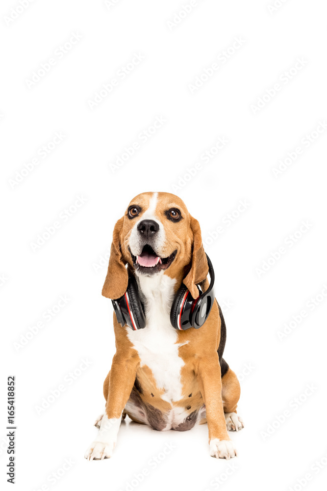 funny beagle dog sitting with headphones, isolated on white