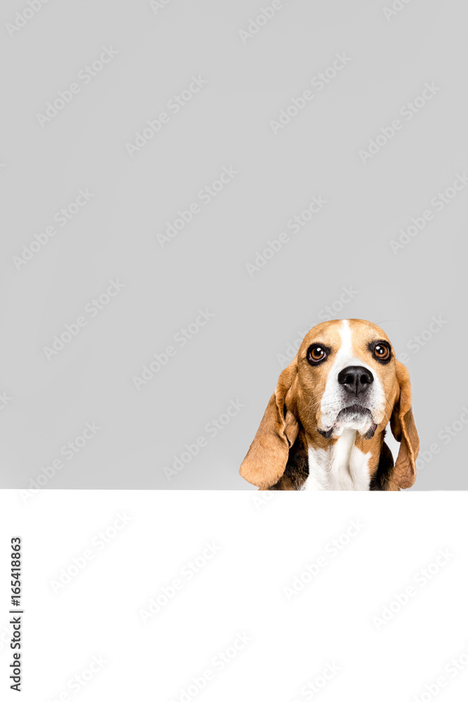 Beagle dog with white empty blank, isolated on grey