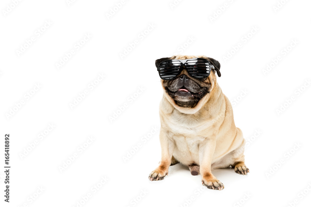 studio shot of stylish pug dog in sunglasses, isolated on white