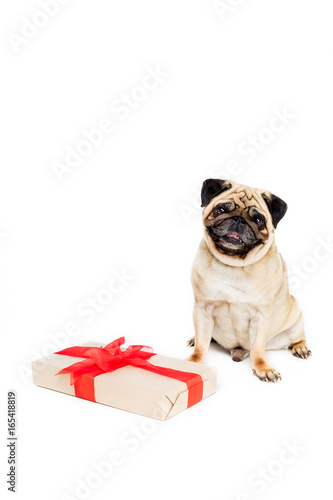 studio shot of pug dog with gift box, isolated on white © LIGHTFIELD STUDIOS