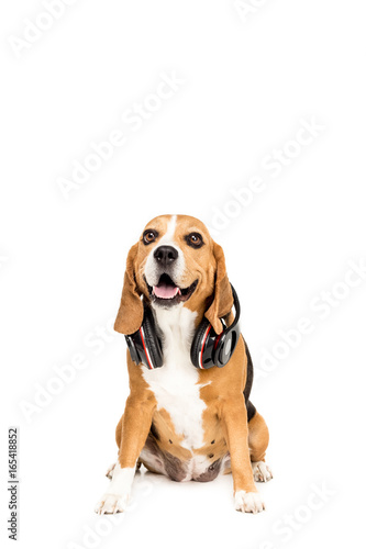 funny beagle dog sitting with headphones, isolated on white