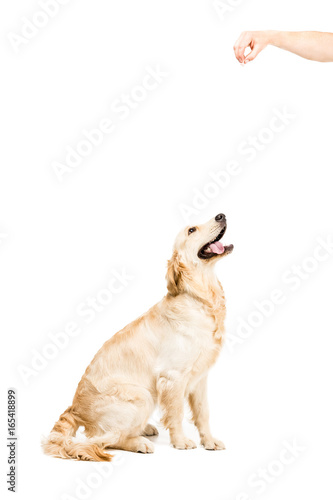 golden retriever dog sitting and looking up, isolated on white