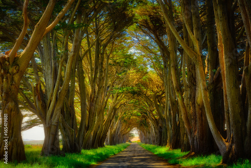 Cypress Tree Tunnel