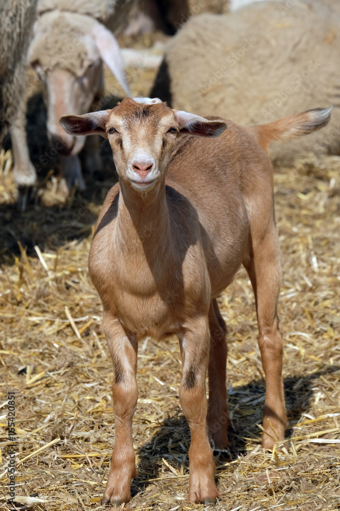 Junge Ziege