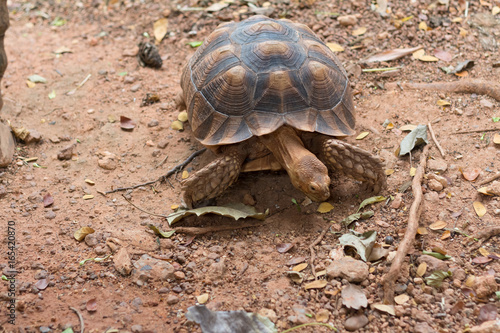 Sulcata tortoise, African spurred tortoise (Geochelone sulcata) is one of the largest species of tortoise in the world.