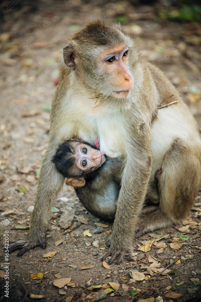Long tail macaque monkey Long tail macaque monkey