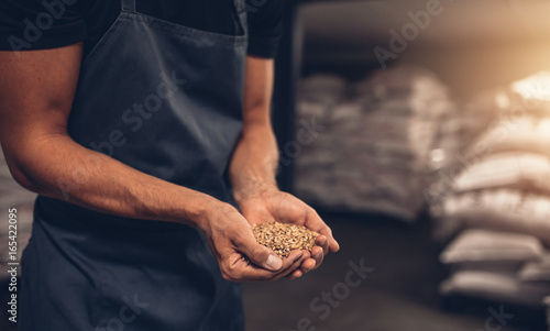 Hands of master brewer with barley seeds