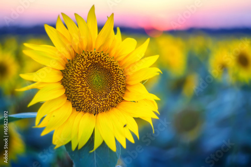 Field of sunflowers during sunset