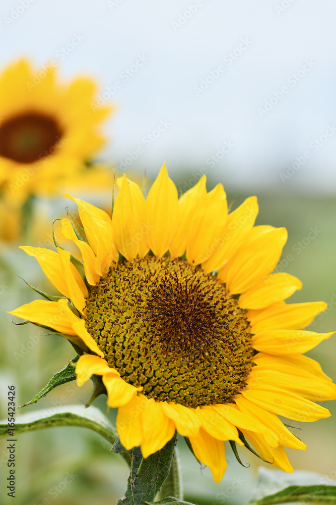 Fototapeta premium 向日葵の花