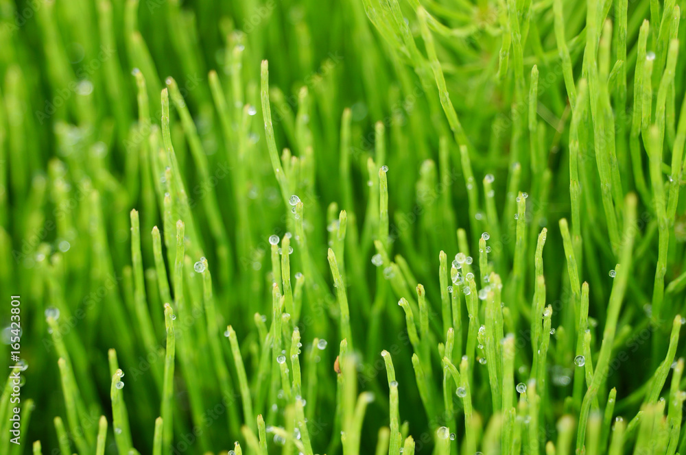 Fresh green grass with dew drops closeup.