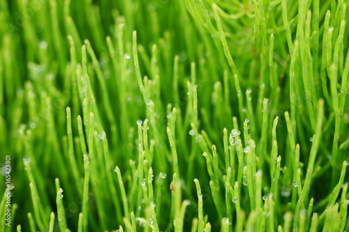 Fresh green grass with dew drops closeup.