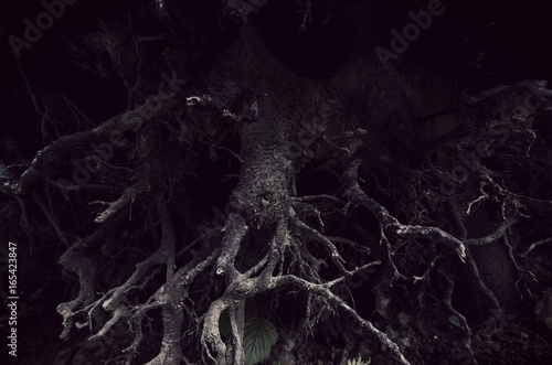 dark tree roots forest detail background © andreiuc88