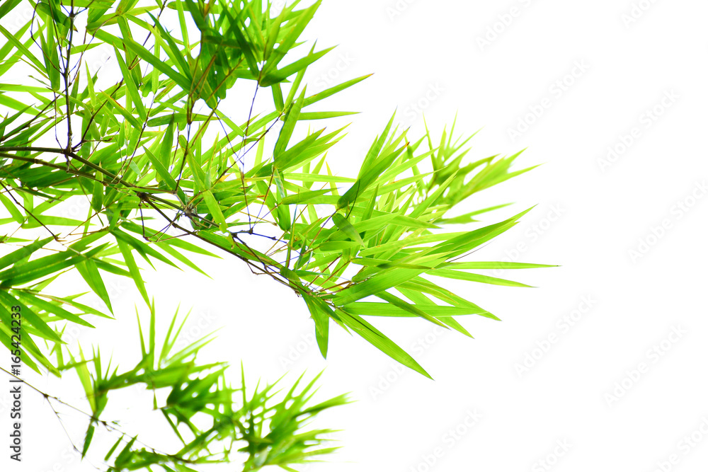 Green leaves on a white background Green leaves on a white background