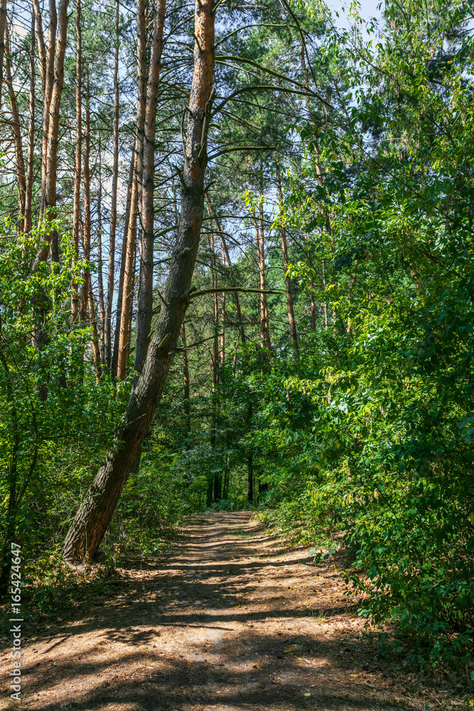 Obraz premium Road in the forest