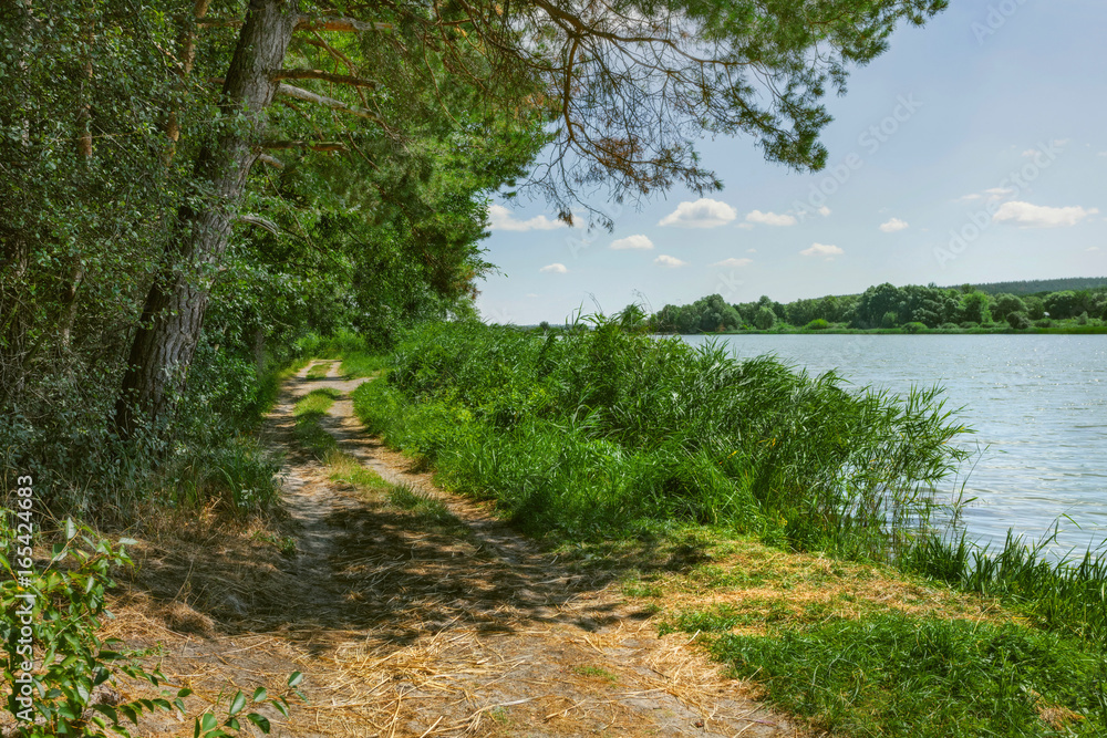 Fototapeta premium Road at the edge of the forest