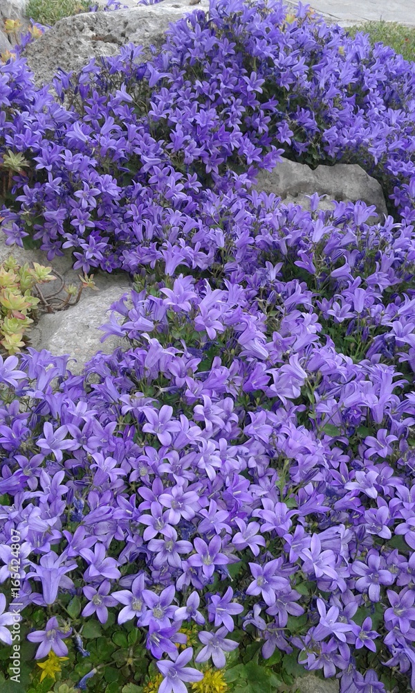 Obraz premium nature, flower, red,violet, garden