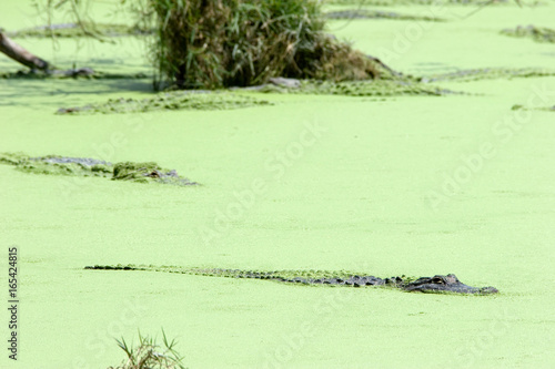 alligators gators in Everglades national parc florida ft lauderdale miami alligator city Travel Nature Landscape Scenery US