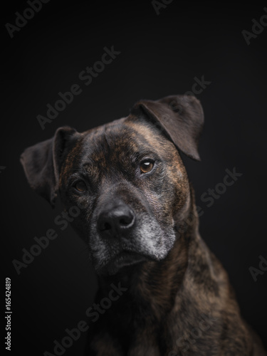 Boxer Staffordshire Hund