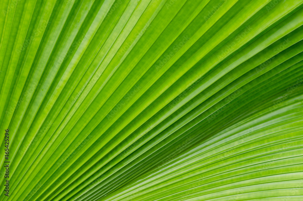 Close up of green leave Close up of green leave