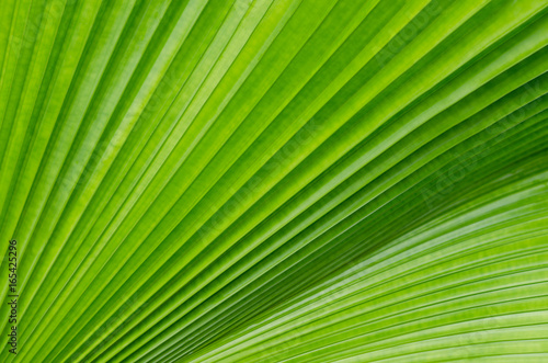 Close up of green leave