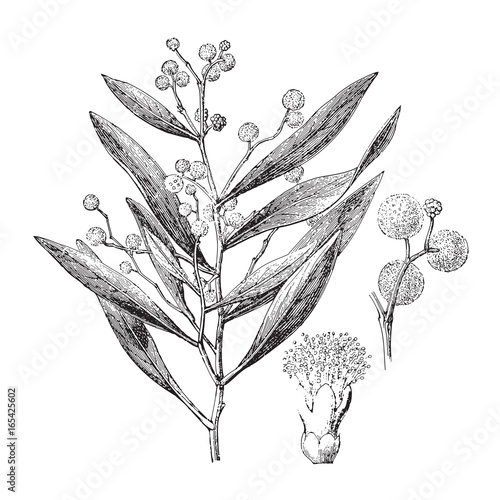 Hickory Wattle (Acacia penninervis) / vintage illustration