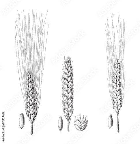 Wheat collection - vintage illustration