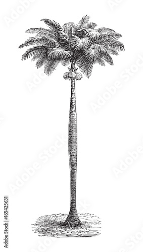 Cuban royal palm (Roystonea regia) - vintage illustration