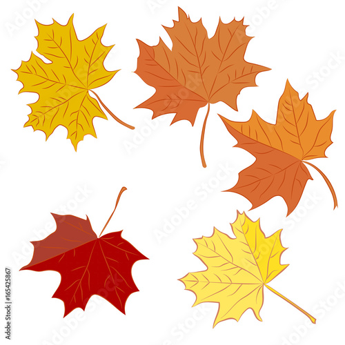 Set of colorful maple leaves