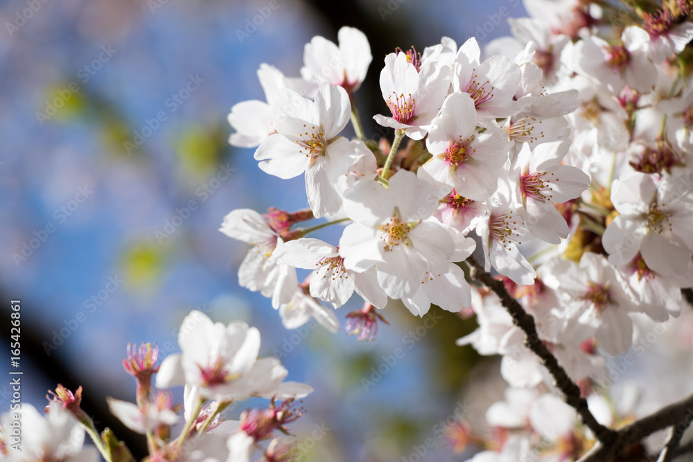 White cherry (Sakura) blossom in spring season with blue sky background White cherry (Sakura) blossom in spring season with blue sky background