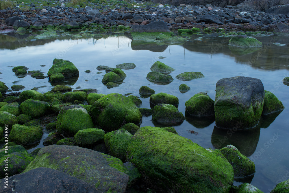 Green rocks in the ocean at low tide