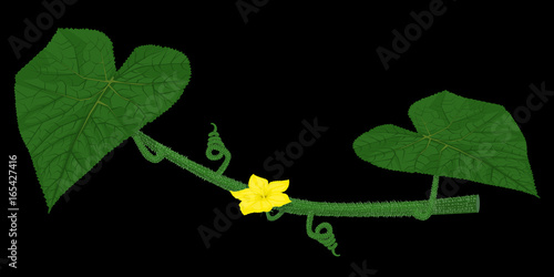 Tableau sur toile Isolate blossom of cucumber on stem on black background