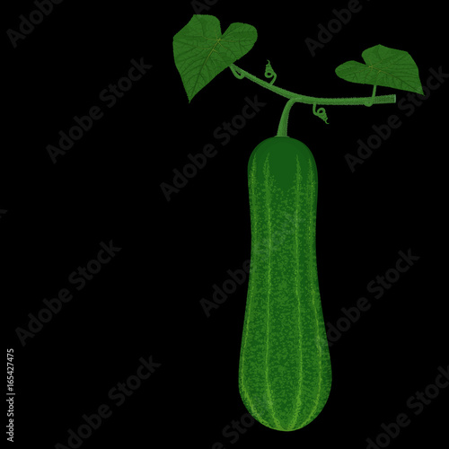 Tableau sur toile Isolate cucumber on stem on background