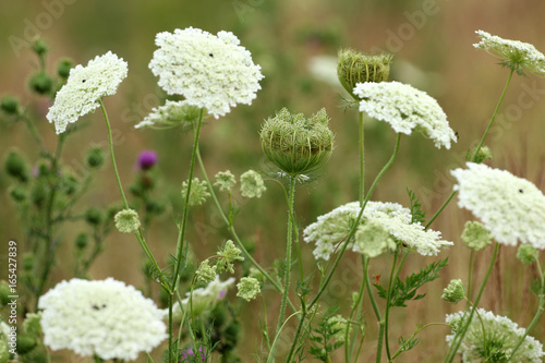 Fototapeta Naklejka Na Ścianę i Meble -  Wilde Möhre