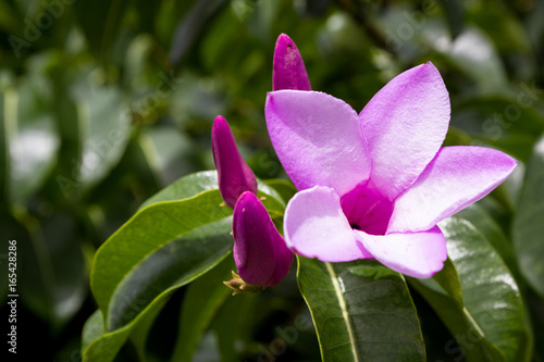 tropical purple flower  blooming