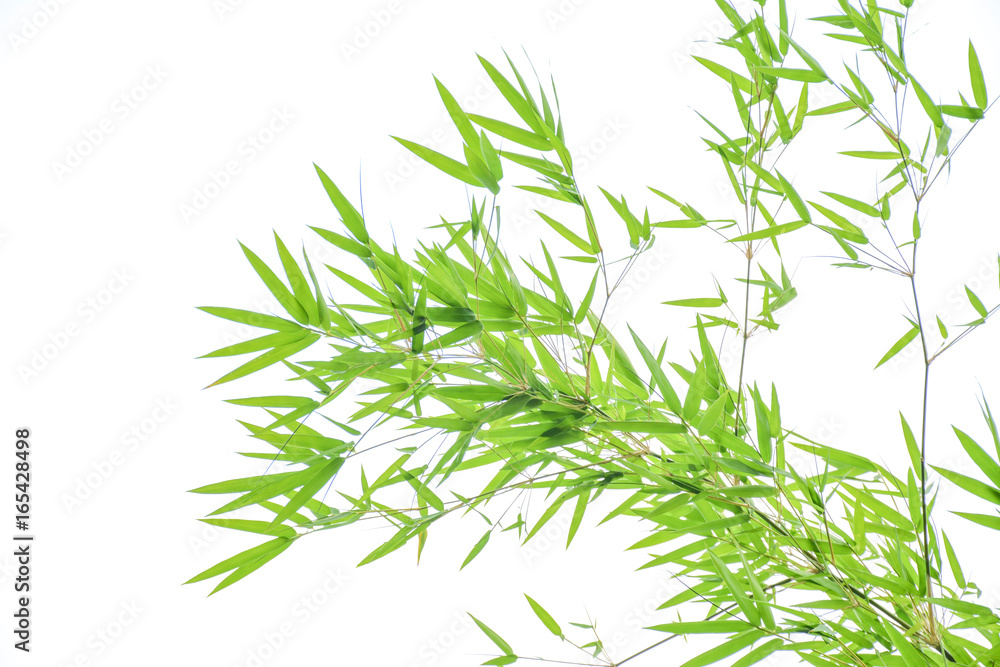 Obraz premium świeże światło zielone urlopu na białym tle