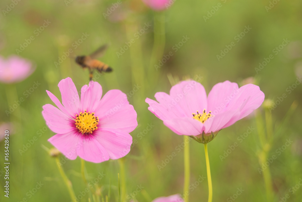 Close- up of Cosmos flower with out blur background Close- up of Cosmos flower with out blur background