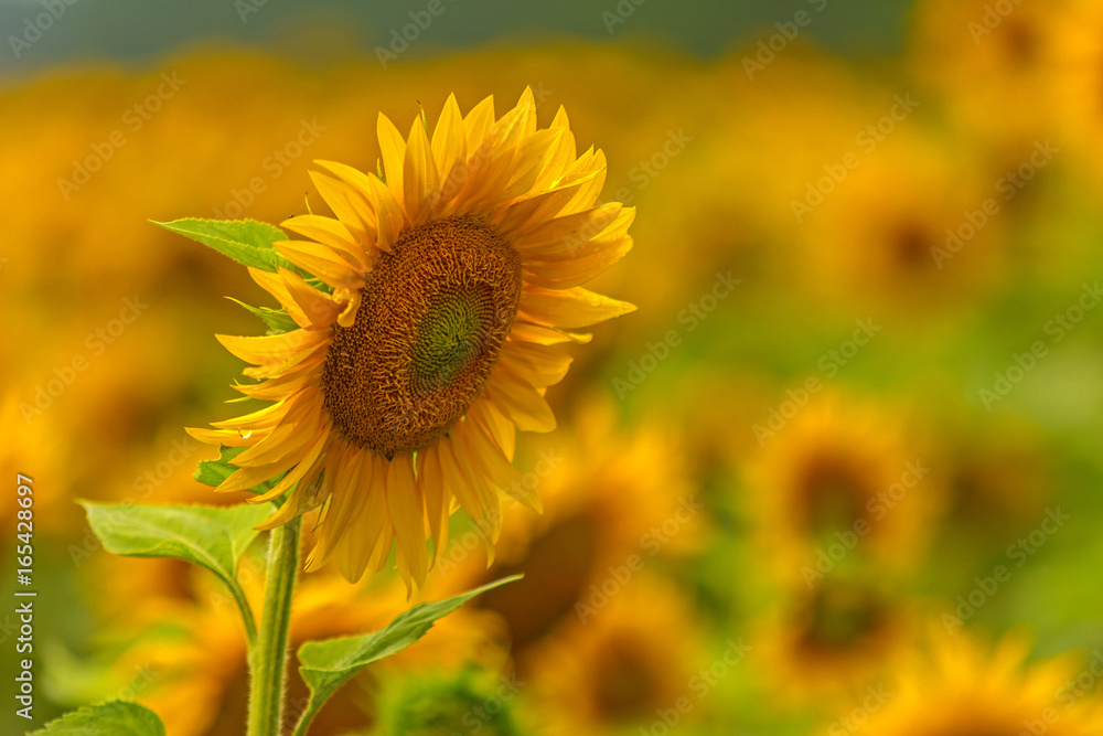 Fototapeta premium Sonnenblume