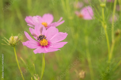 Close- up of Cosmos flower with out blur background