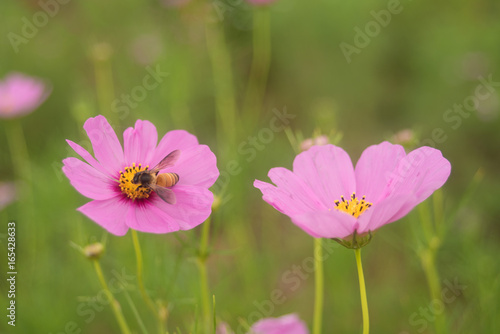 Close- up of Cosmos flower with out blur background