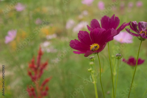 Close- up of  Cosmos flower with Blur background © VIEWFOTO STUDIO