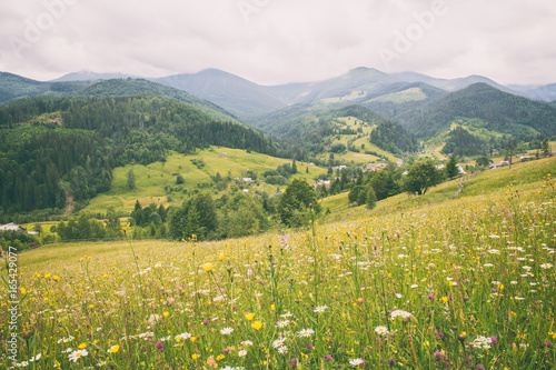 Amazing view of summer alpine countryside in Carpathian mountains, nature landscape with wildflowers, motley grass and green wooded mountain range